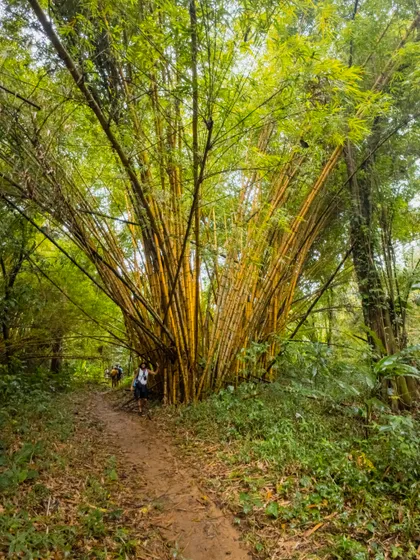 Jungle Trekking