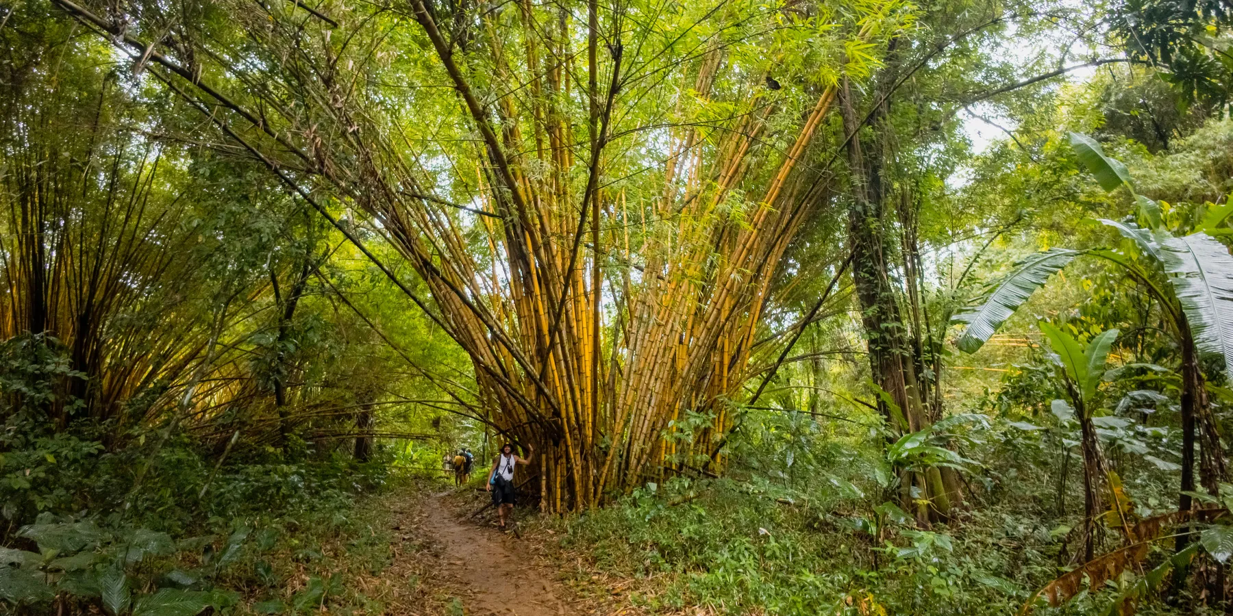 Jungle Trekking