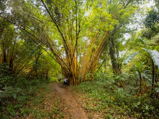 Jungle Trekking in San Blas, Panama