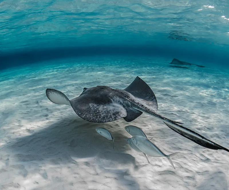 Snorkelling in San Blas, Panama