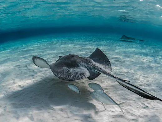 Snorkelling in San Blas, Panama